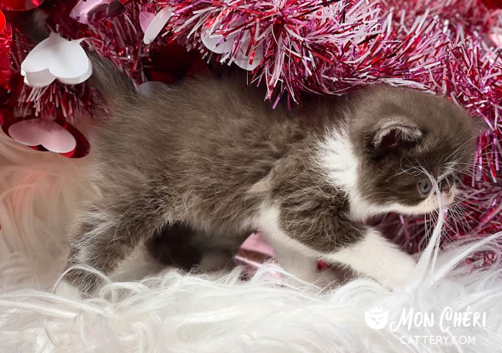 Milk Chocolate Bicolor Exotic Shorthair Kitten For Sale