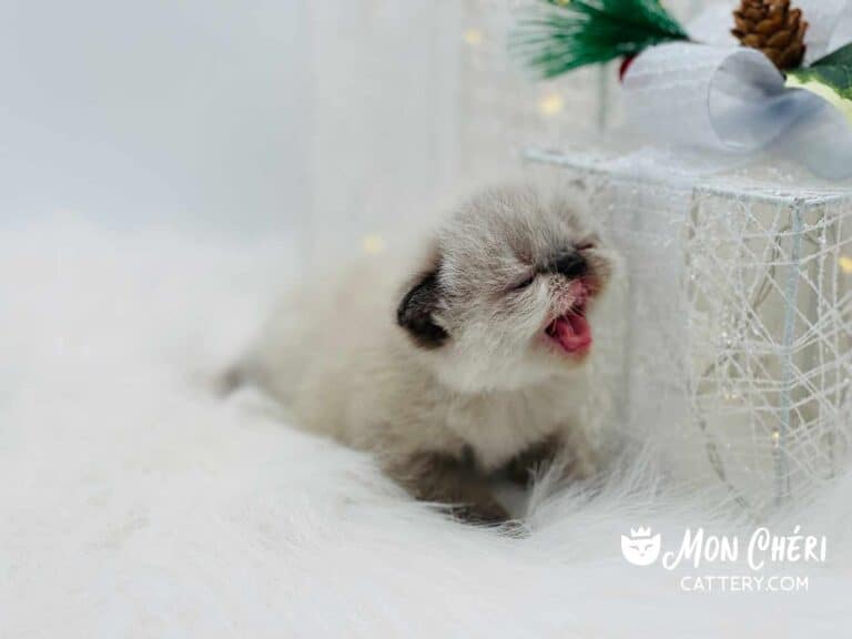Chocolate Colorpoint Exotic Shorthair Kitten For Sale