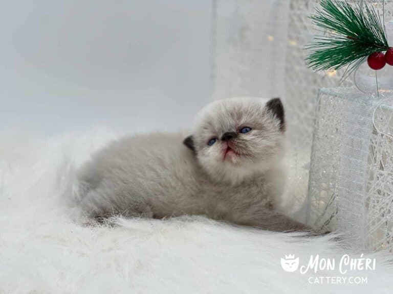 Chocolate Colorpoint Exotic Shorthair Kitten For Sale