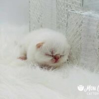 Cream Point Exotic Shorthair Kitten For Sale