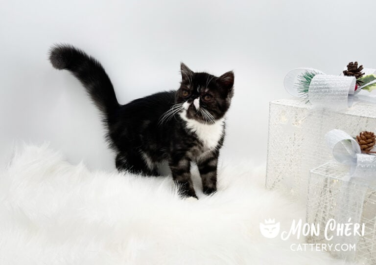 Black Mackerel Tabby Exotic Shorthair Kitten For Sale