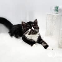Black Mackerel Tabby Exotic Shorthair Kitten For Sale