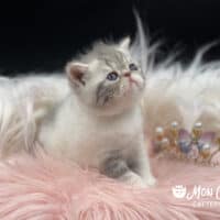 Blue Bicolor Exotic Shorthair Kitten For Sale