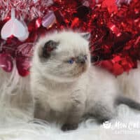 Colorpoint Exotic Shorthair Kitten