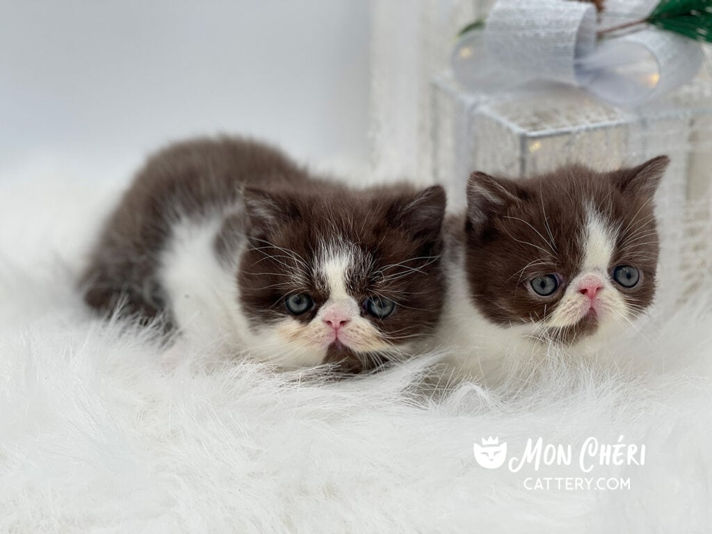 Cadbury and Toffee Chocolate Bicolor Exotic Shorthair Kittens For Sale