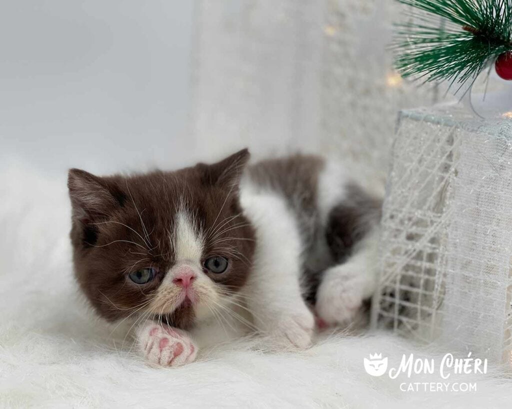 Milk Chocolate Exotic Shorthair Kitten For Sale