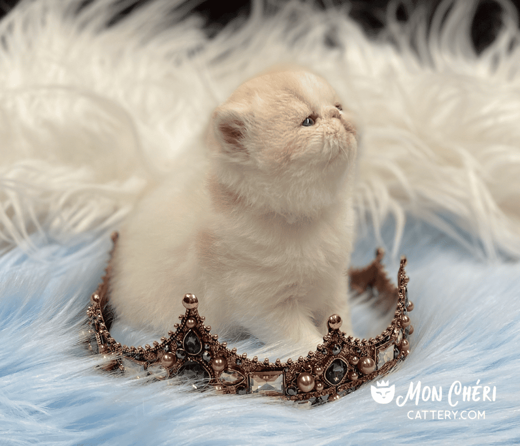 Cream Bicolor Van Exotic Shorthair Kitten For Sale