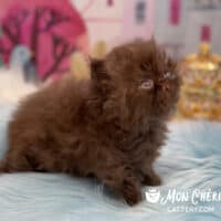 Solid Chocolate Exotic Longhair Kitten
