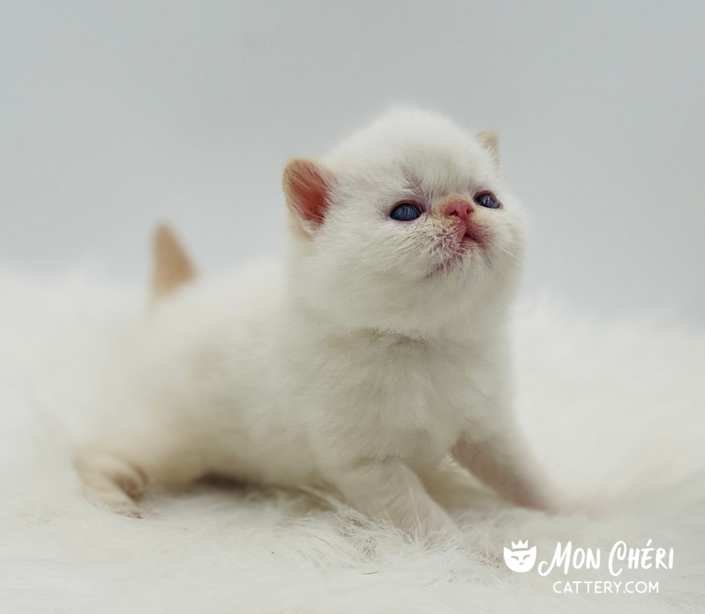 Cream Point Exotic Shorthair Kitten For Sale