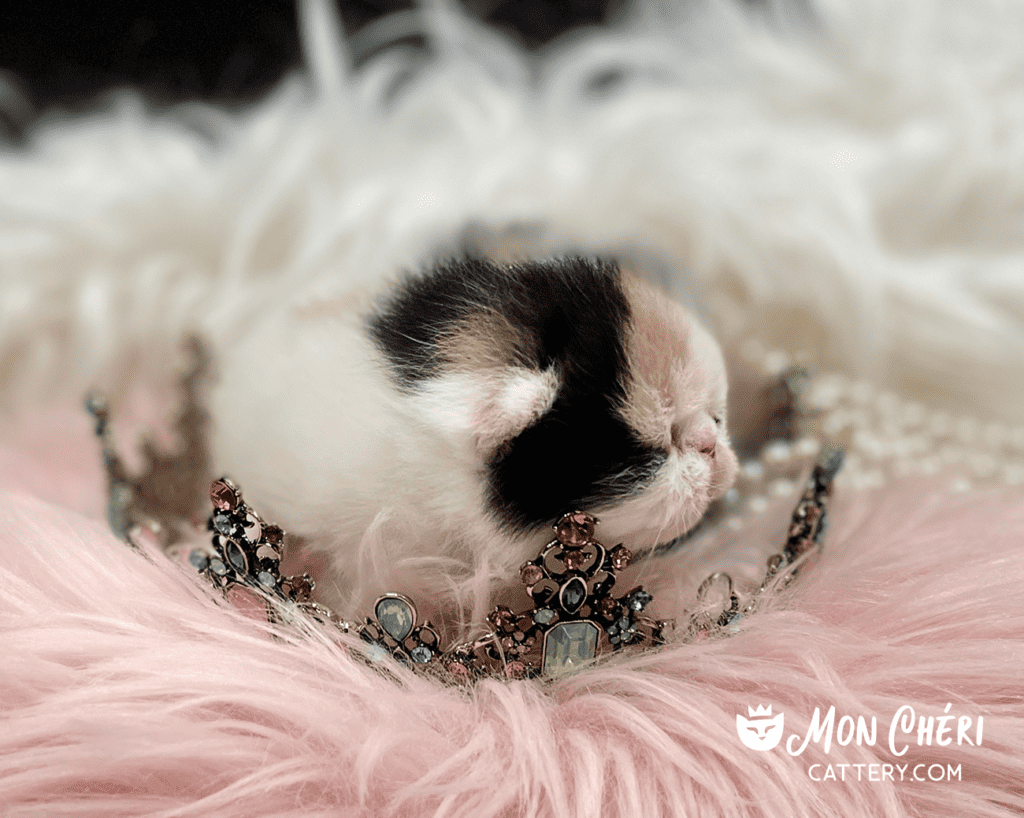 Calico Exotic Shorthair Kitten For Sale