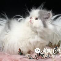 Lilac Bicolor Van Exotic Longhair Kitten