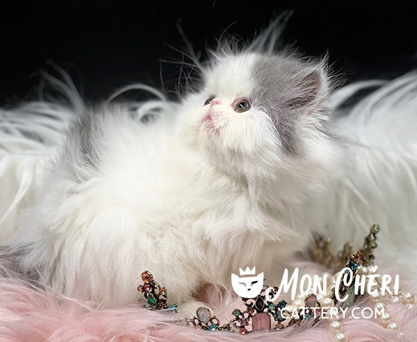 Lilac Bicolor Van Exotic Longhair Kitten