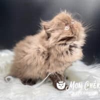 Solid Chocolate Smoke Exotic Longhair Kitten