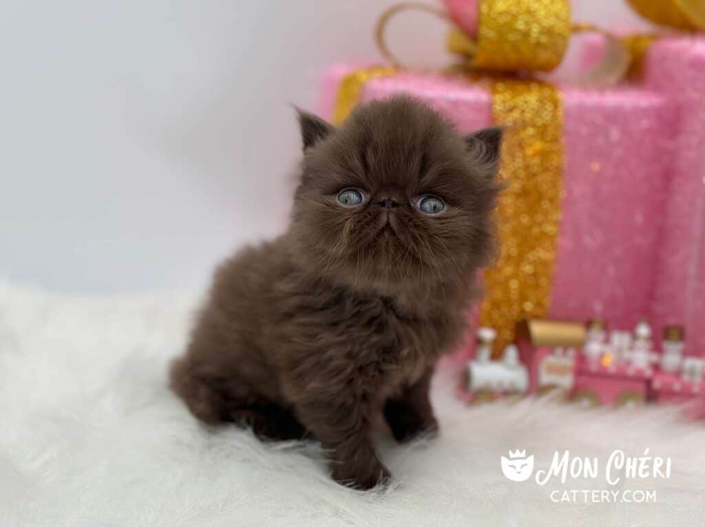 Chocolate Exotic Longhair Kitten For Sale